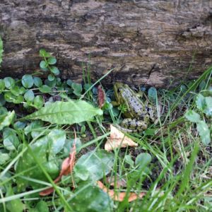 Akcija vides izglītībā „Glābsim vardes!”